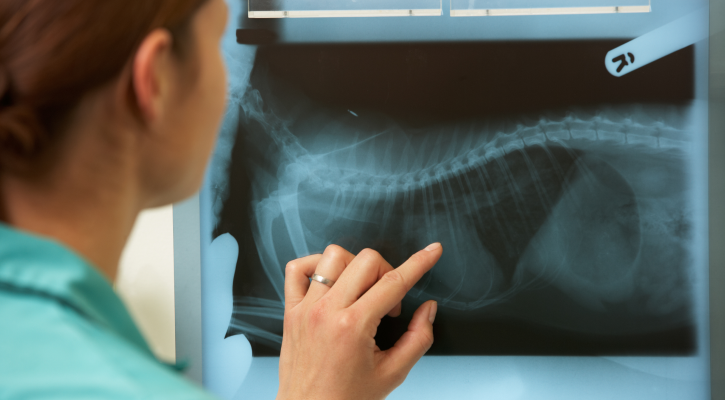 X-Rays